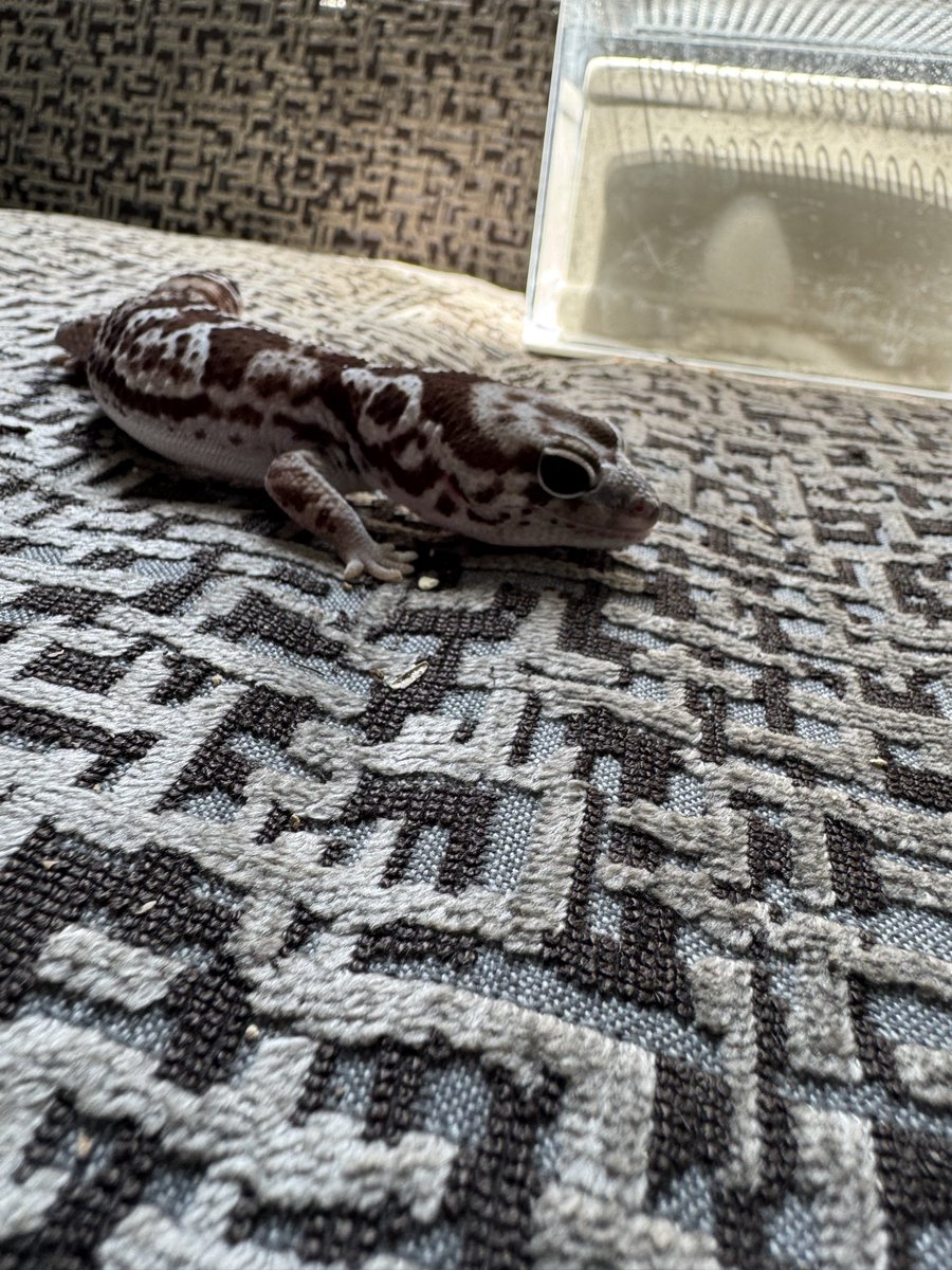 ゴーストドッグ伝書鳩 tweet media