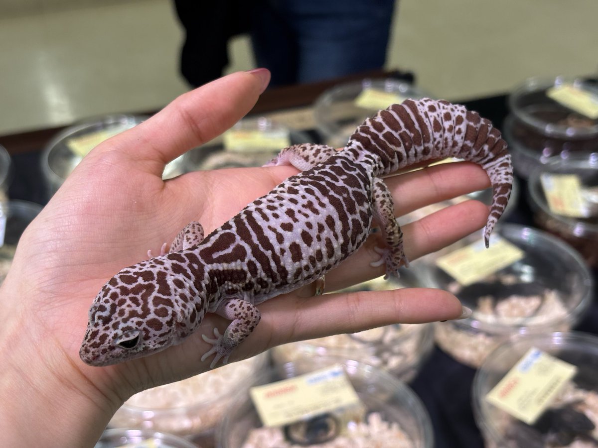 yuka_reptiles's tweet image. 立派なダイオウトカゲモドキの女の子。

特価にてご案内しております🤫

#コウレプ #CANDLE