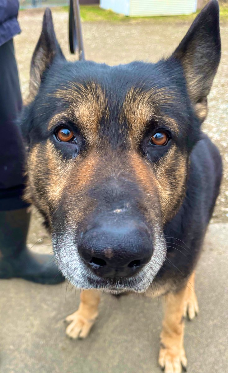 北国しむは❄️🐆超絶ビビり雪豹Vtuber✨ tweet media