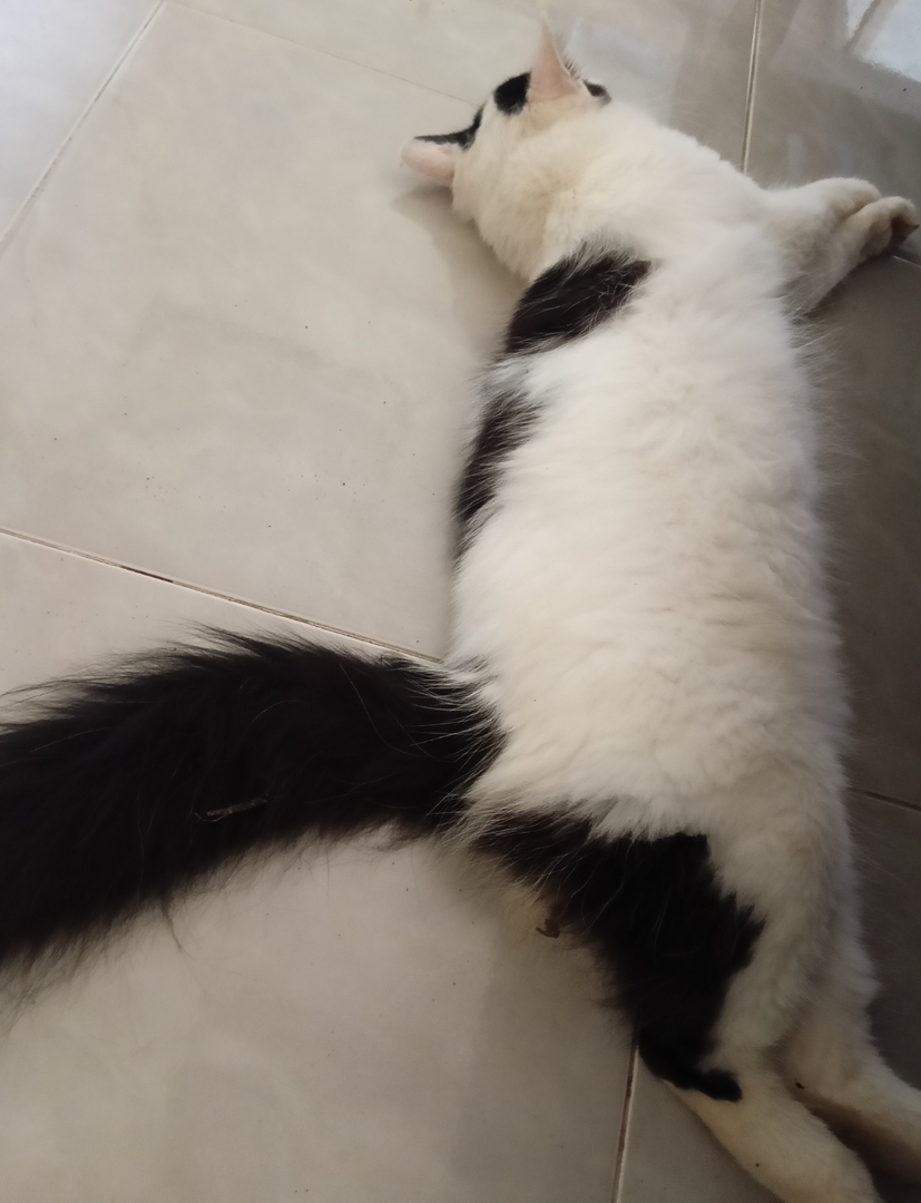 🦈 SUROBOYOFESS 🐊 tweet media