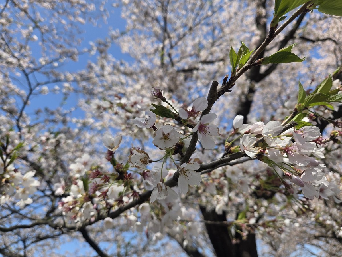 mi___rin3's tweet photo. 🌸🌸🌸 https://t.co/5058oq9ZoC