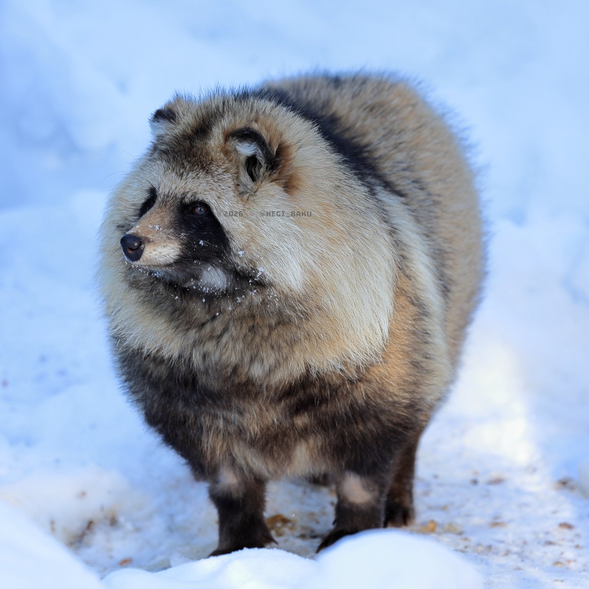 毛に足が生えた生き物
#リク #円山動物園 #エゾタヌキ #タヌキ #たぬき #raccoondog #moyukkamuy