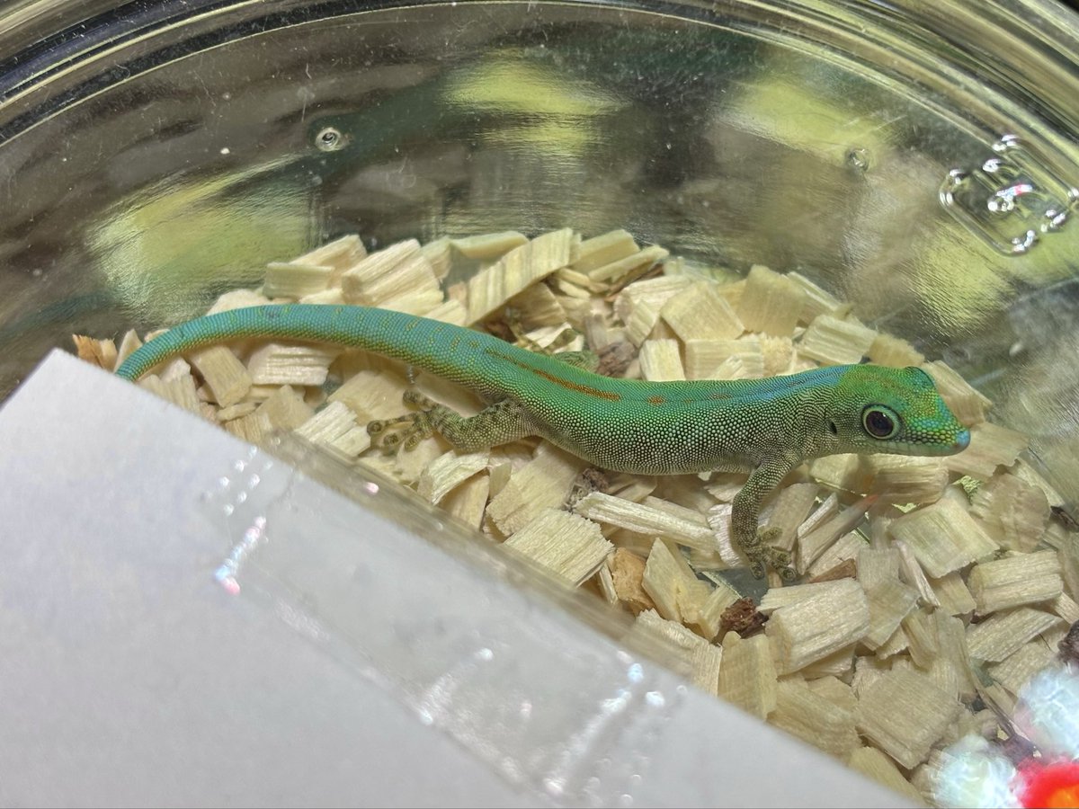 yuka_reptiles's tweet image. 淡い色味が綺麗なメルテンスヒルヤモリも複数いますよ😉

#コウレプ #CANDLE