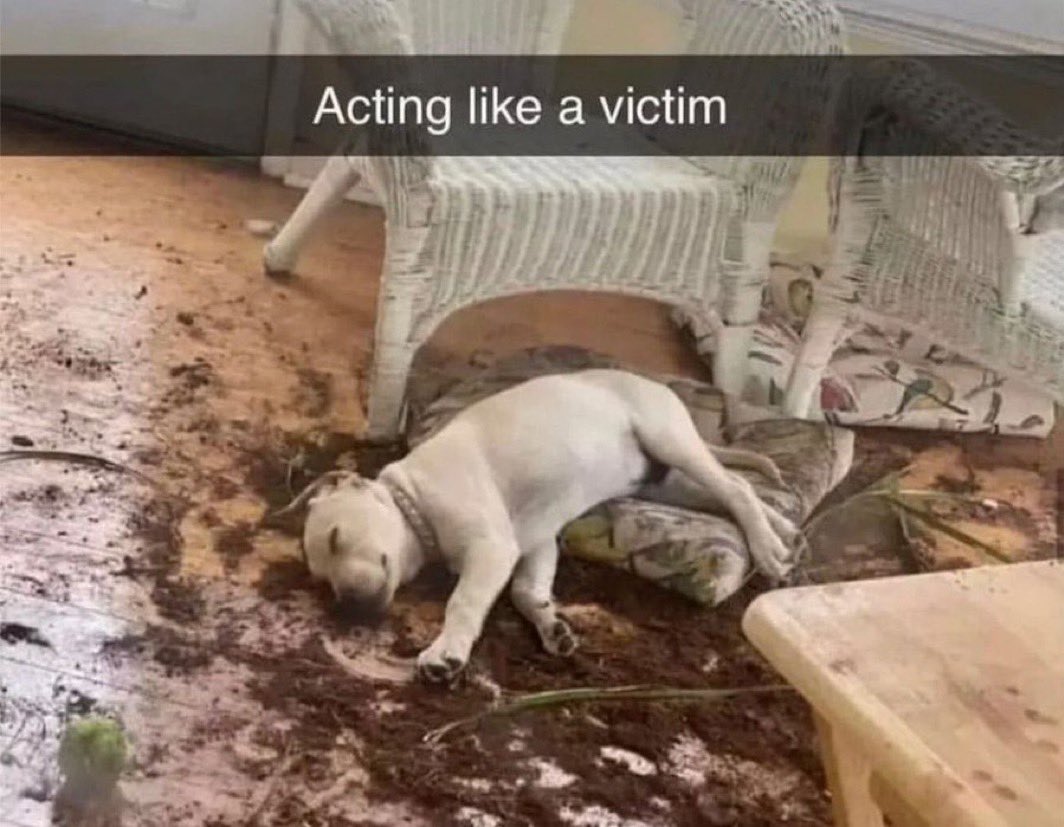 bluE 🦷 tweet media