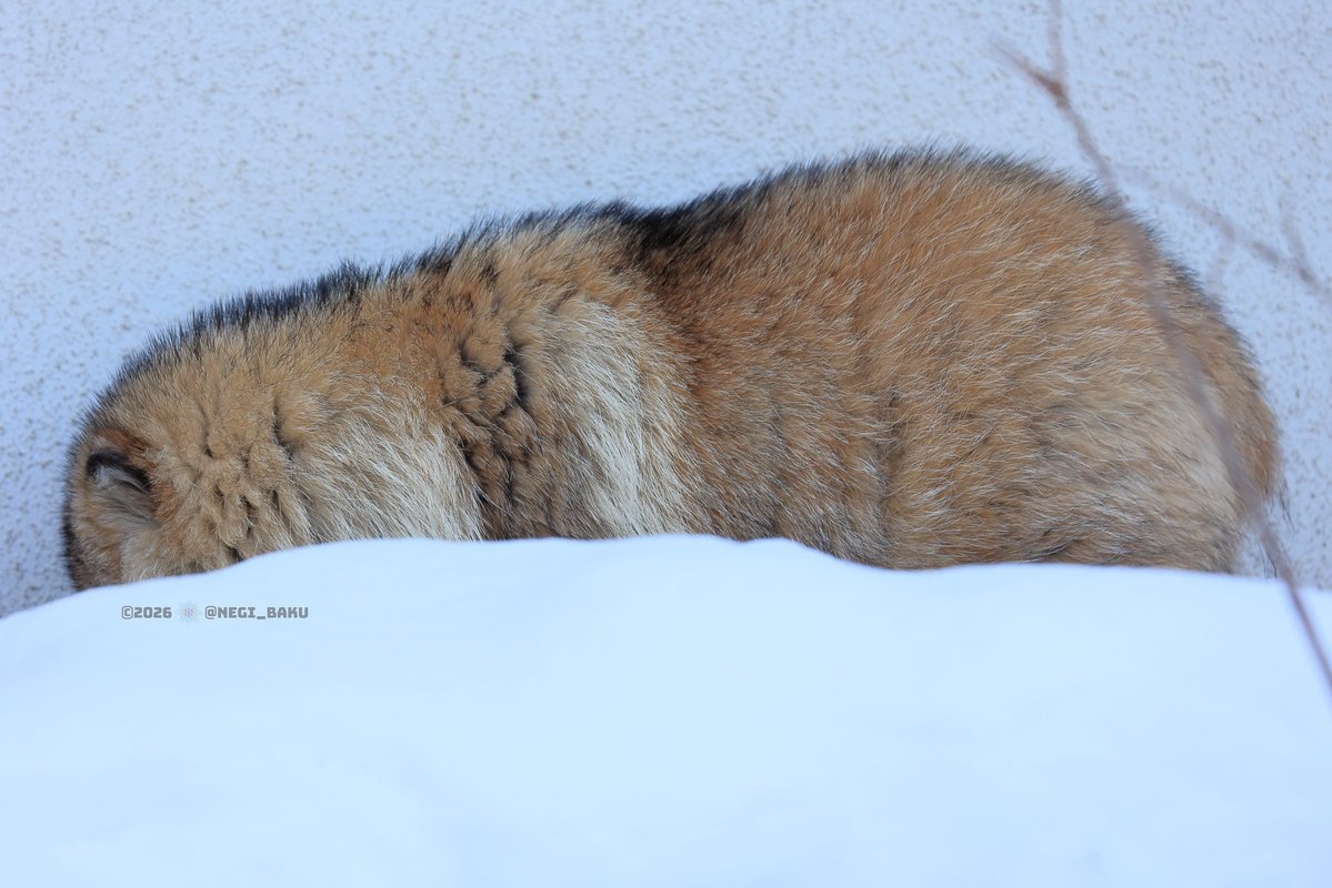 sukeMoyuk₍ᐢ⓿ᴥ⓿ᐢ₎ฅ📷 tweet media