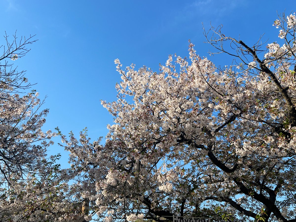 造幣局の桜の通り抜けからの、大阪城🏯
大阪城公園の桜も綺麗だった🌸