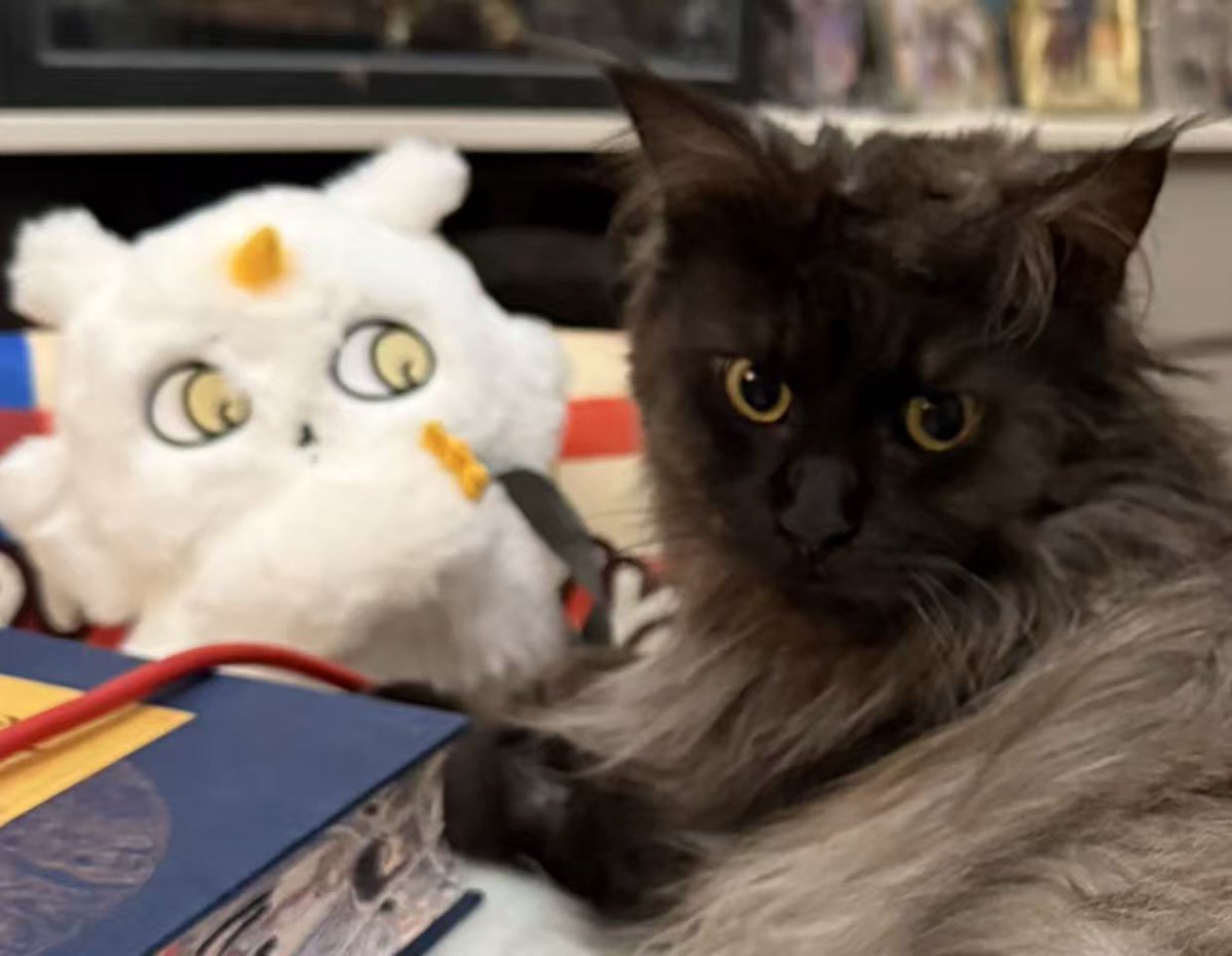 秋山雲【wf2026s】 tweet media