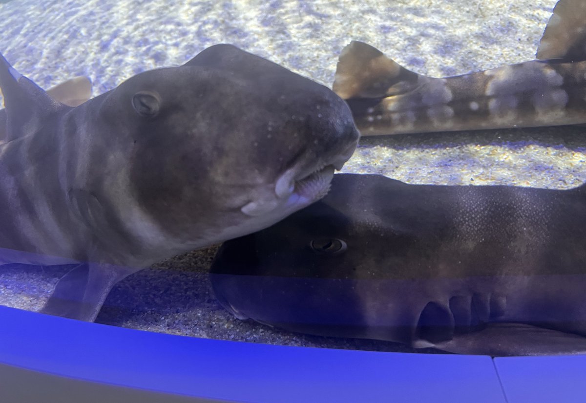 イラスト雑貨「なぎこあら」 tweet media