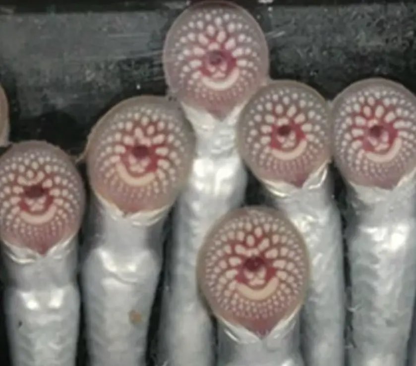 AD不是奶 tweet media