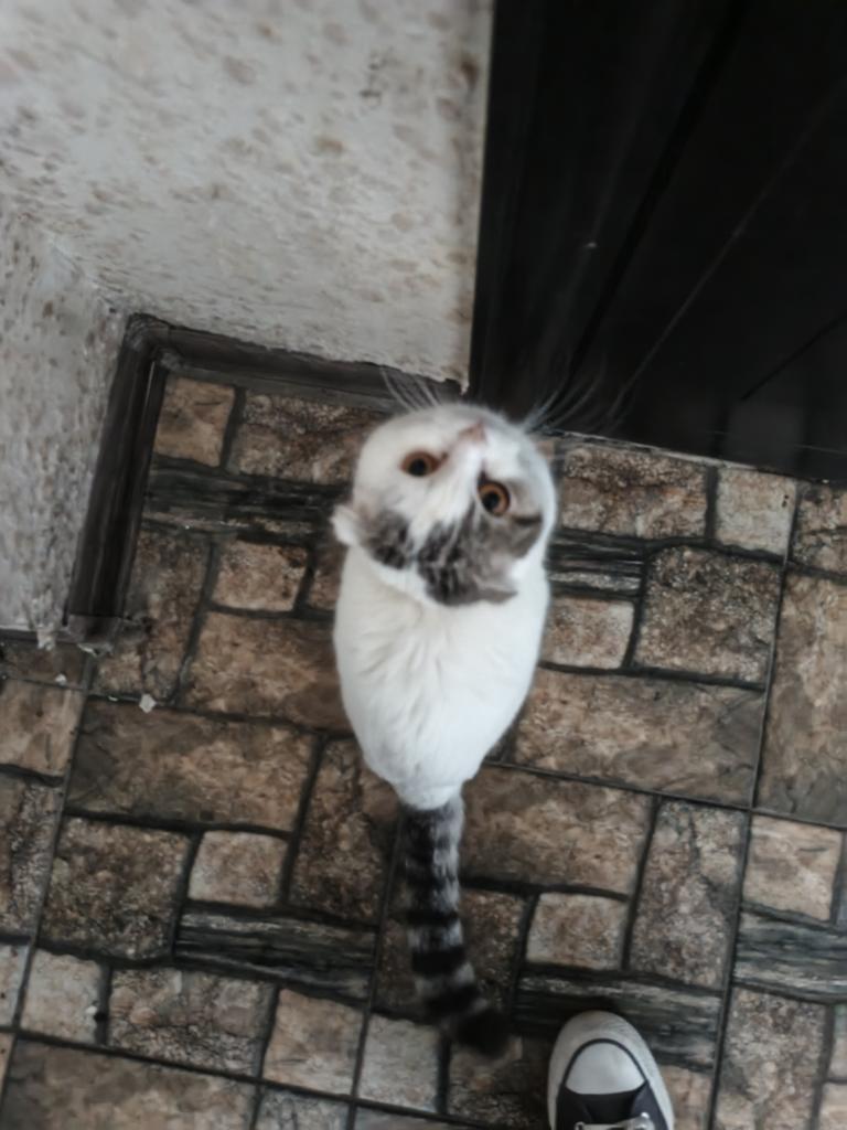 LaeR Fox (BLOOD🩸!! ) tweet media