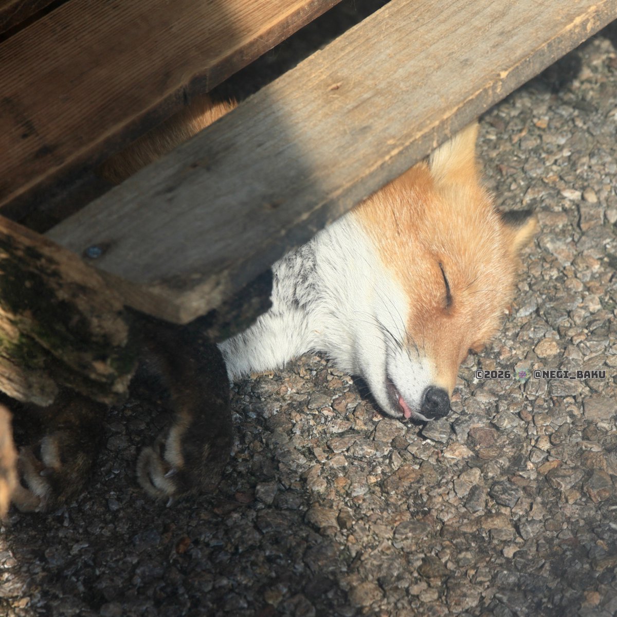 sukeMoyuk₍ᐢ⓿ᴥ⓿ᐢ₎ฅ📷 tweet media