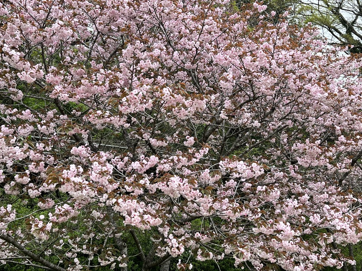 リライト❂Tiamat tweet media