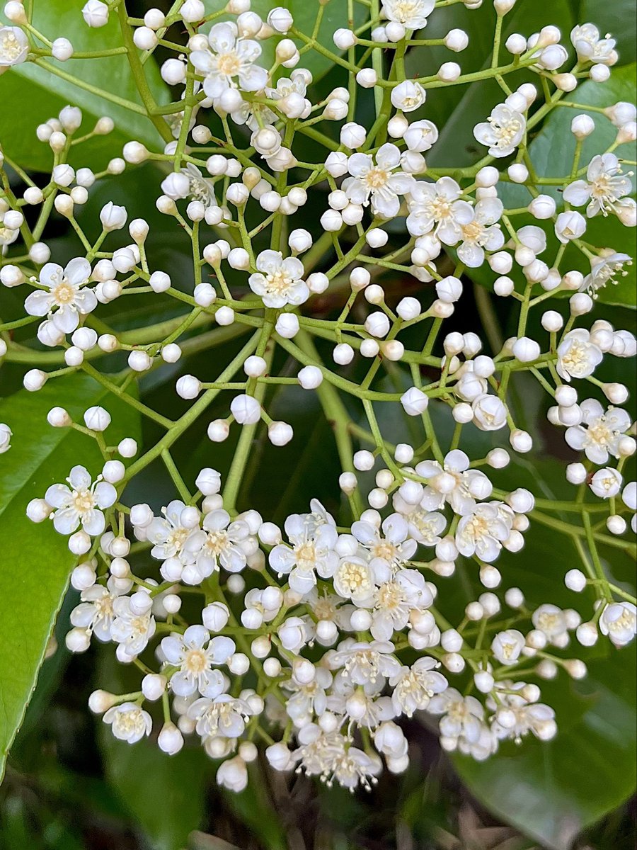 魔法使いの弟子 ﾏﾊﾘｸﾏﾊﾘﾀ− tweet media