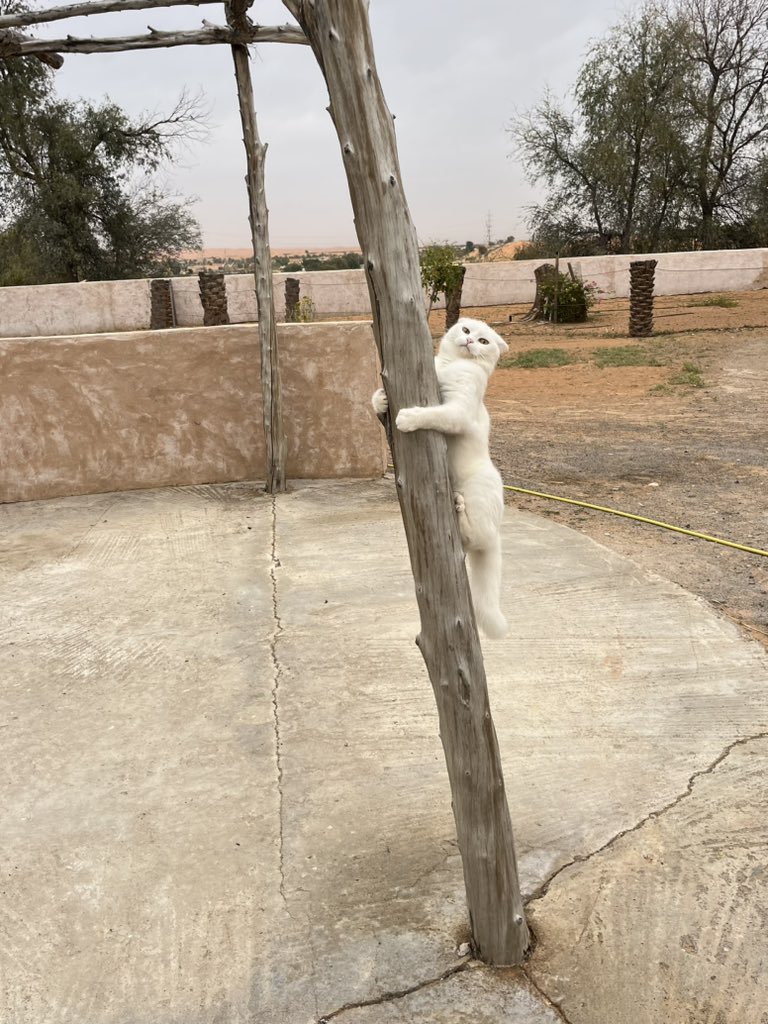 はなもも(hanamomo) tweet media