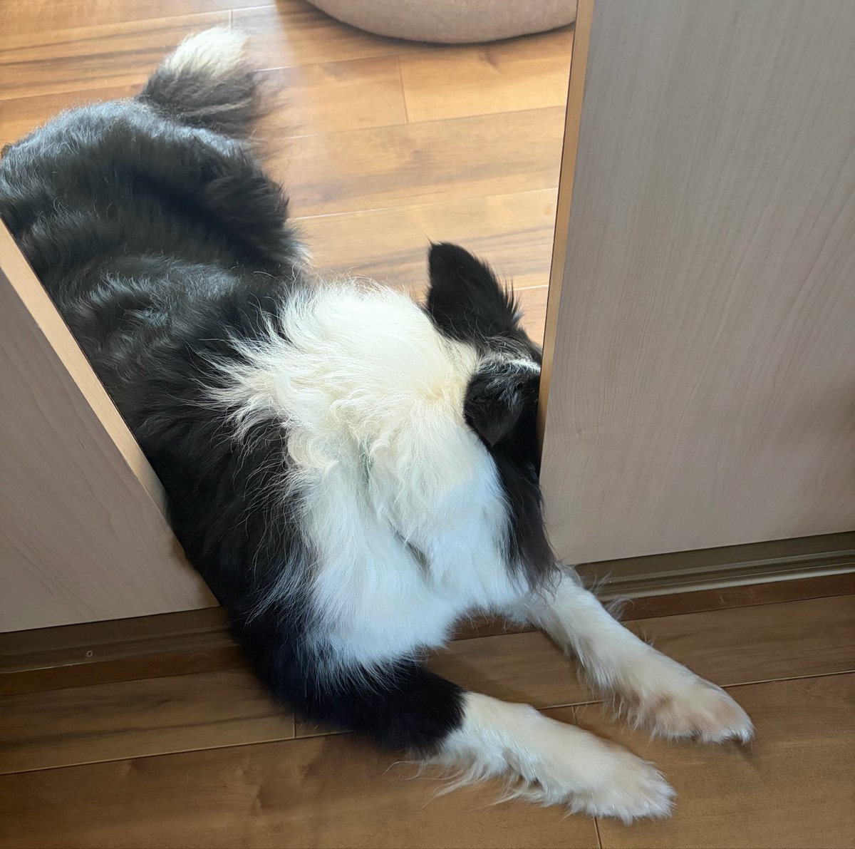 ましろ tweet media