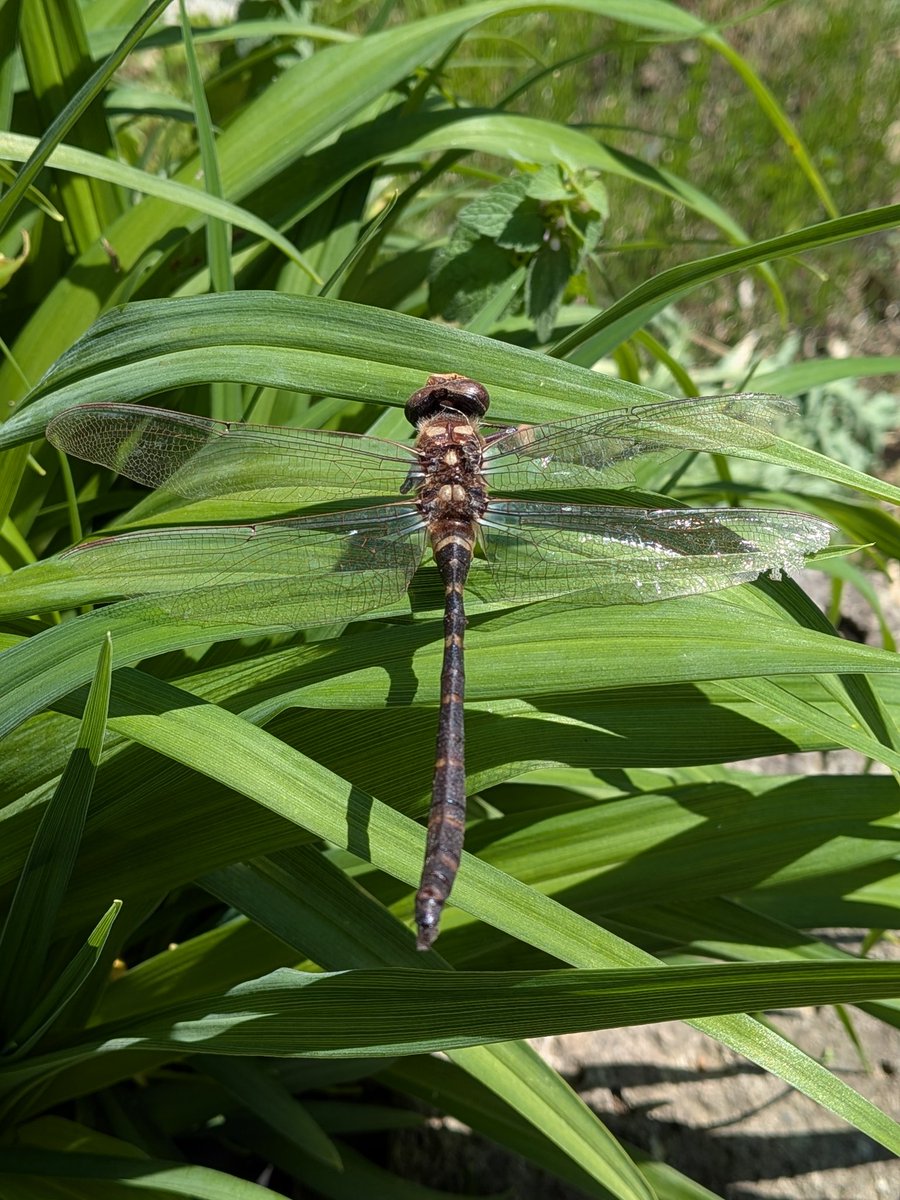 michiko. tweet media