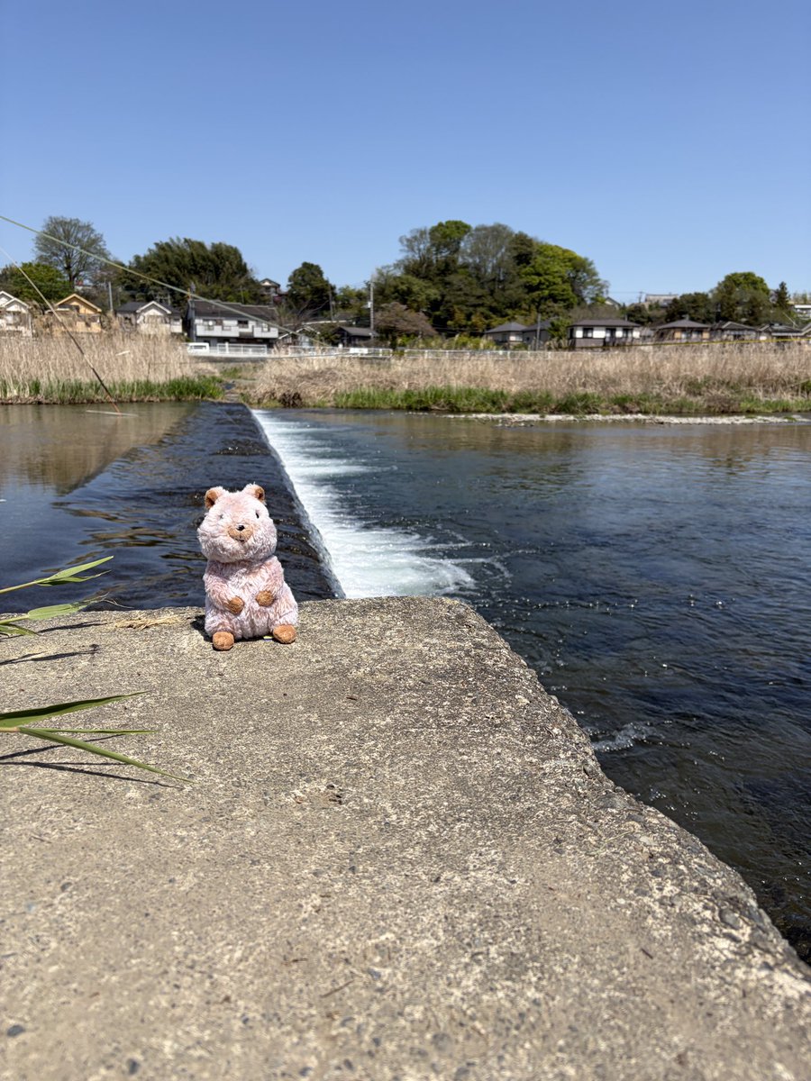 macs_ike's tweet photo. 久しぶりのクロスケ！
日向は暑いくらいだけど、走ると気持ち良い♪
秋川で休憩してぐるっと走って来ました。
#z900rs #クオッカ #ボッチツー #秋川 https://t.co/IvD31B78LG