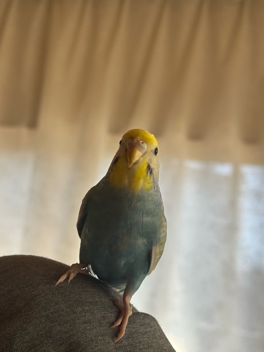 青い迷い鳥を探しています tweet media