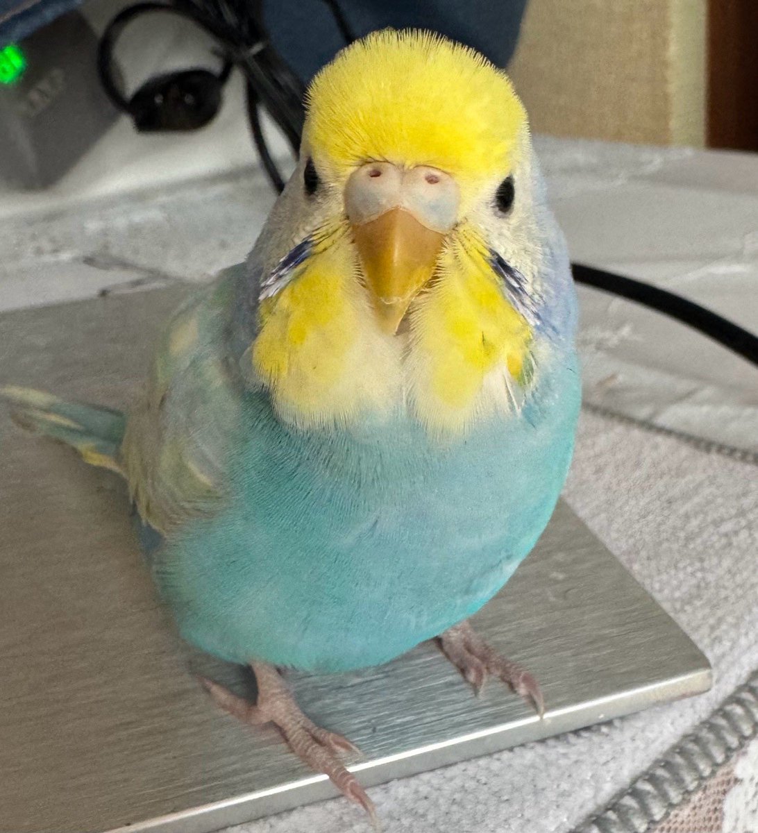 青い迷い鳥を探しています tweet media