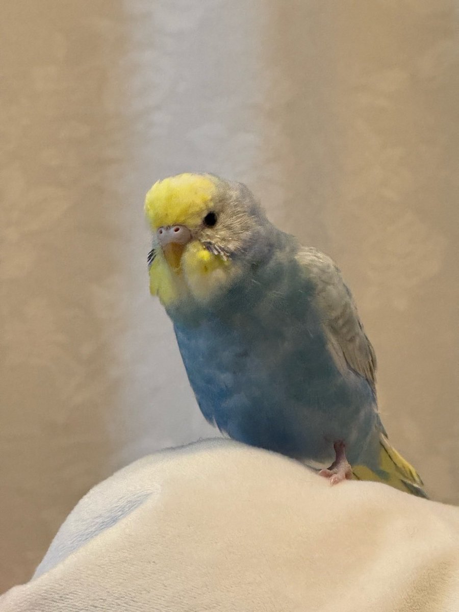 青い迷い鳥を探しています tweet media