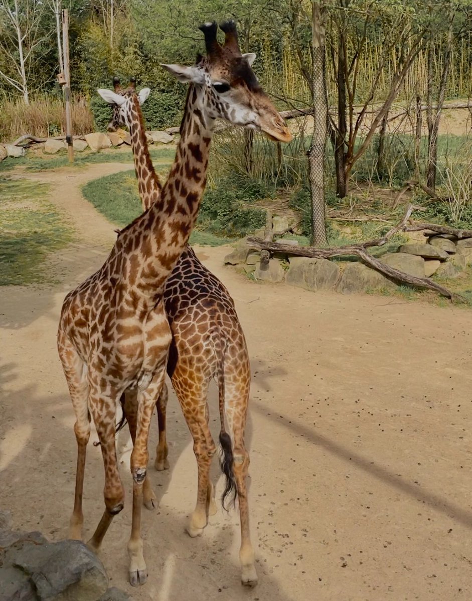 saw my favorite animal <3