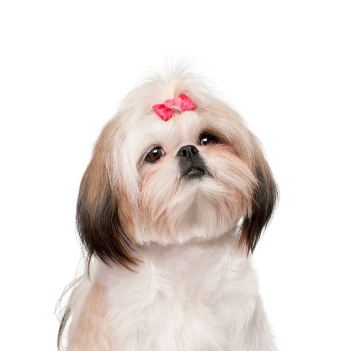 n | doe eyed jho enthusiast tweet media