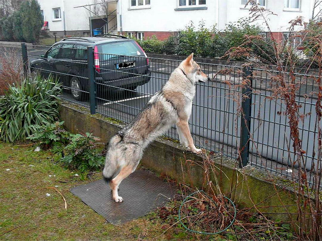 Smartwolf tweet media