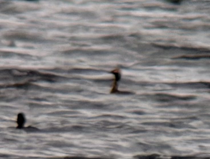 Andrew Guttenberg tweet media