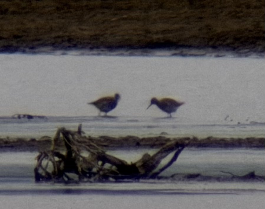 Andrew Guttenberg tweet media