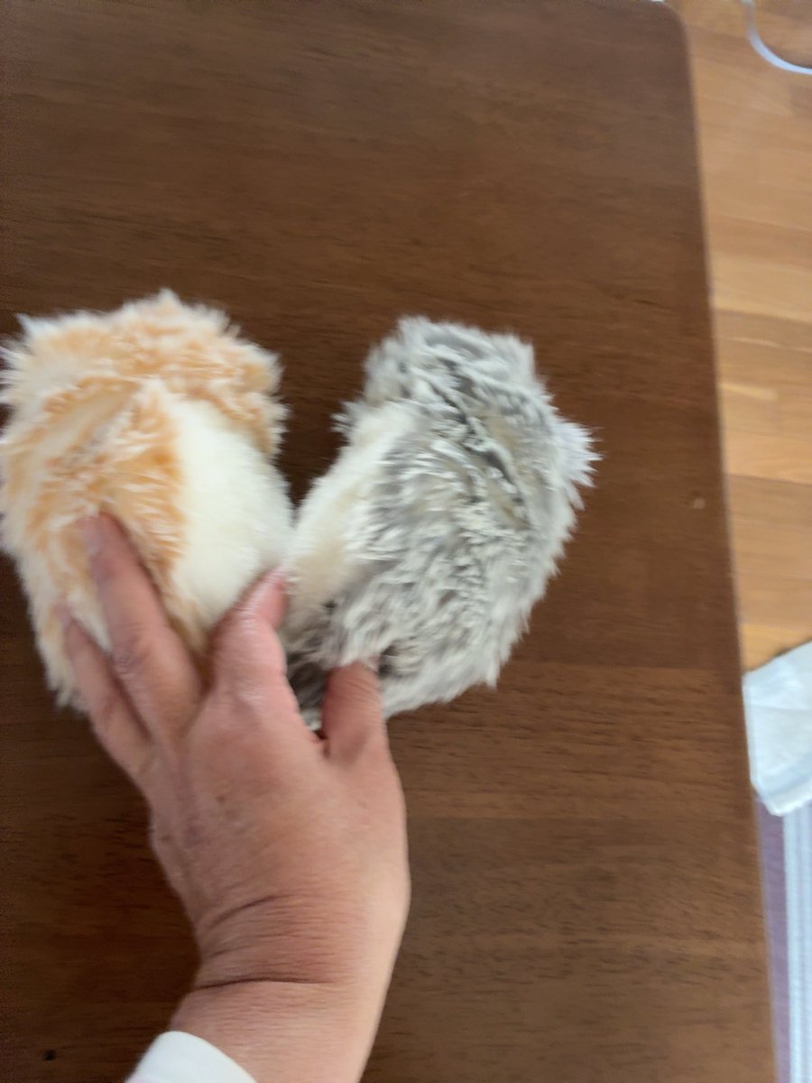 くぅまもん@ tweet media