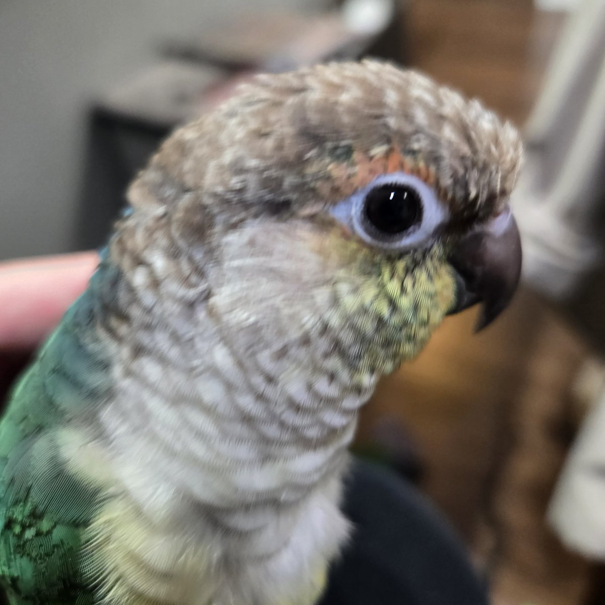 しらとり𓅫 tweet media