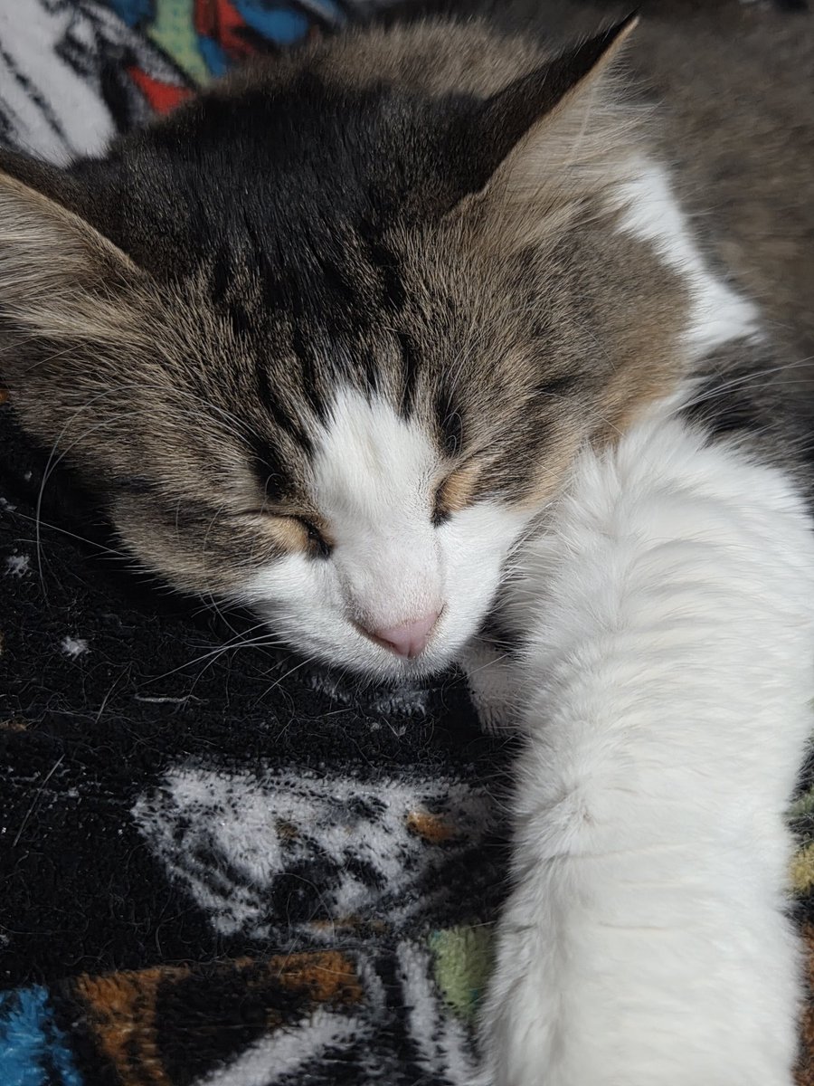 I am the princess tweet media