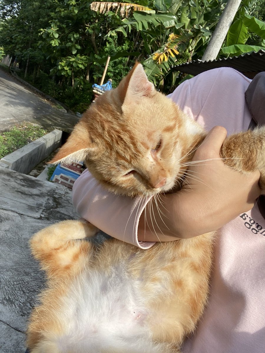cocomewloon's tweet photo. hari yg dikhawatirkan benar terjadi, 

Namanya kuma, ini kucing pertama dan kesayangankuu, agak nakal tp aku sayang sekali.

Salah satu yg menemaniku melewati all the ups n downs nya kehidufun. 

Skrg kuma gabisa temenin lg, tp alhamdulillah kuma ga perlu sakit &amp; berantem2 lg ❣️ https://t.co/HIVS7asoeb