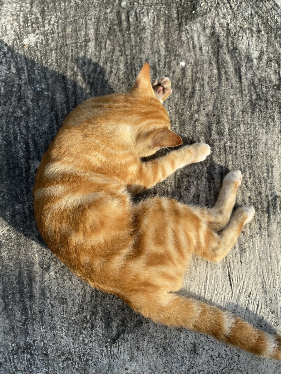 cocomewloon's tweet photo. hari yg dikhawatirkan benar terjadi, 

Namanya kuma, ini kucing pertama dan kesayangankuu, agak nakal tp aku sayang sekali.

Salah satu yg menemaniku melewati all the ups n downs nya kehidufun. 

Skrg kuma gabisa temenin lg, tp alhamdulillah kuma ga perlu sakit &amp; berantem2 lg ❣️ https://t.co/HIVS7asoeb