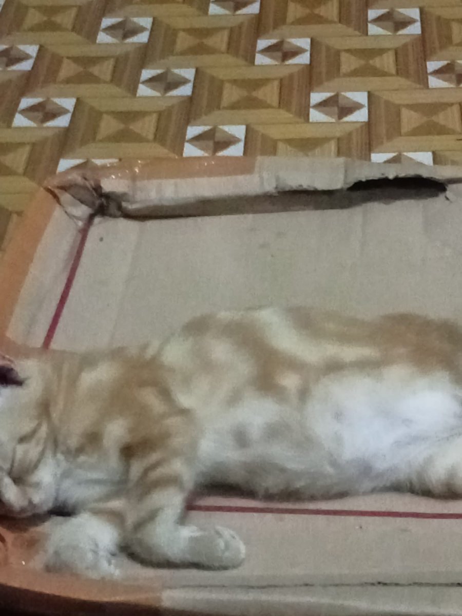 cocomewloon's tweet photo. hari yg dikhawatirkan benar terjadi, 

Namanya kuma, ini kucing pertama dan kesayangankuu, agak nakal tp aku sayang sekali.

Salah satu yg menemaniku melewati all the ups n downs nya kehidufun. 

Skrg kuma gabisa temenin lg, tp alhamdulillah kuma ga perlu sakit &amp; berantem2 lg ❣️ https://t.co/HIVS7asoeb