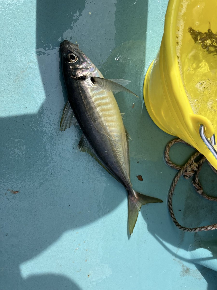 イサキは釣れず。鯵はプチ地合いがあってデカ鯵釣れた。
イサキ、周りではポツポツ釣れてたけど、全体的に厳しかった。