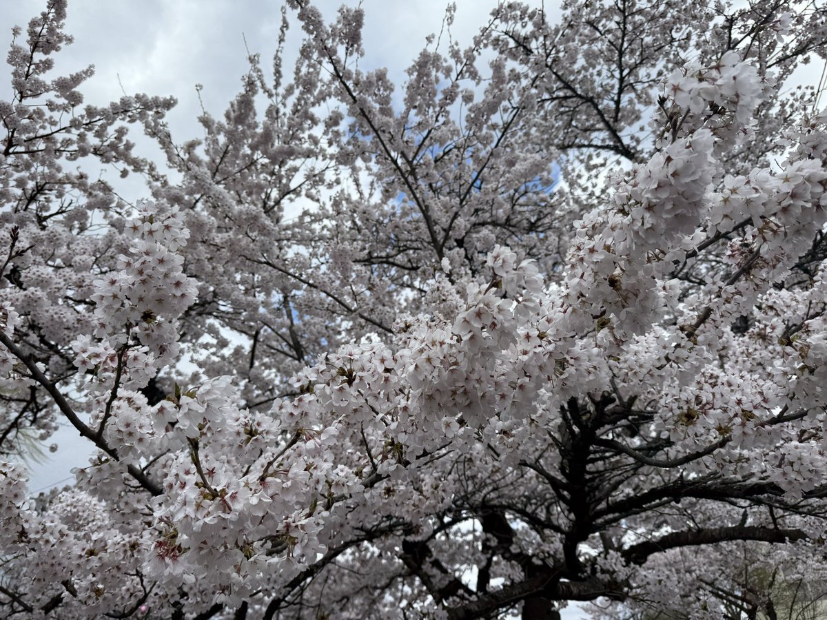 ヘリオス•ロード☀️🎮個人勢Vtuber tweet media