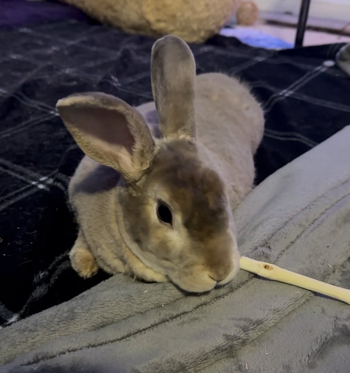 BunandFitz's tweet photo. I eat my bamboo sticks laying down https://t.co/APKbFD6FRg