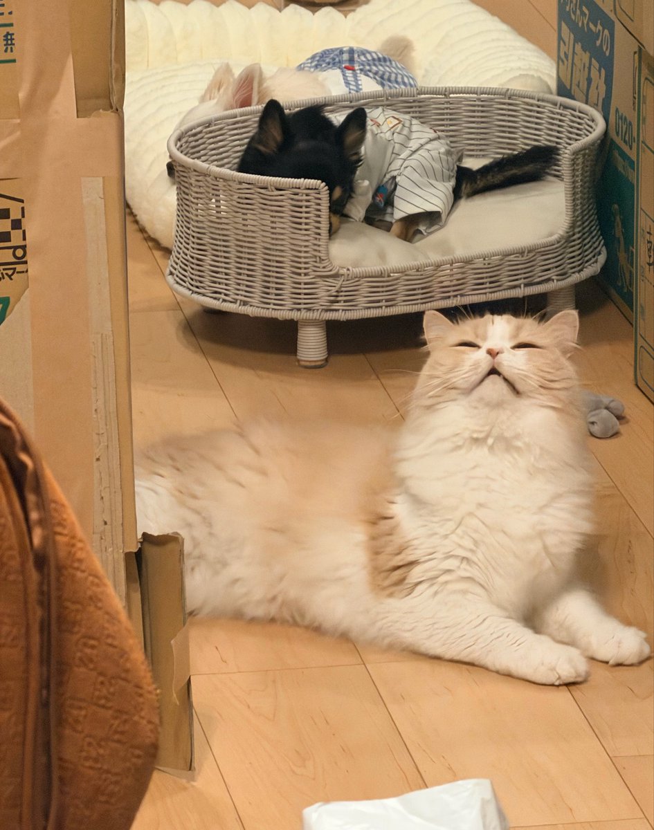 Leones de Yucatán又吉克樹(2023/3/4骨回収済) tweet media