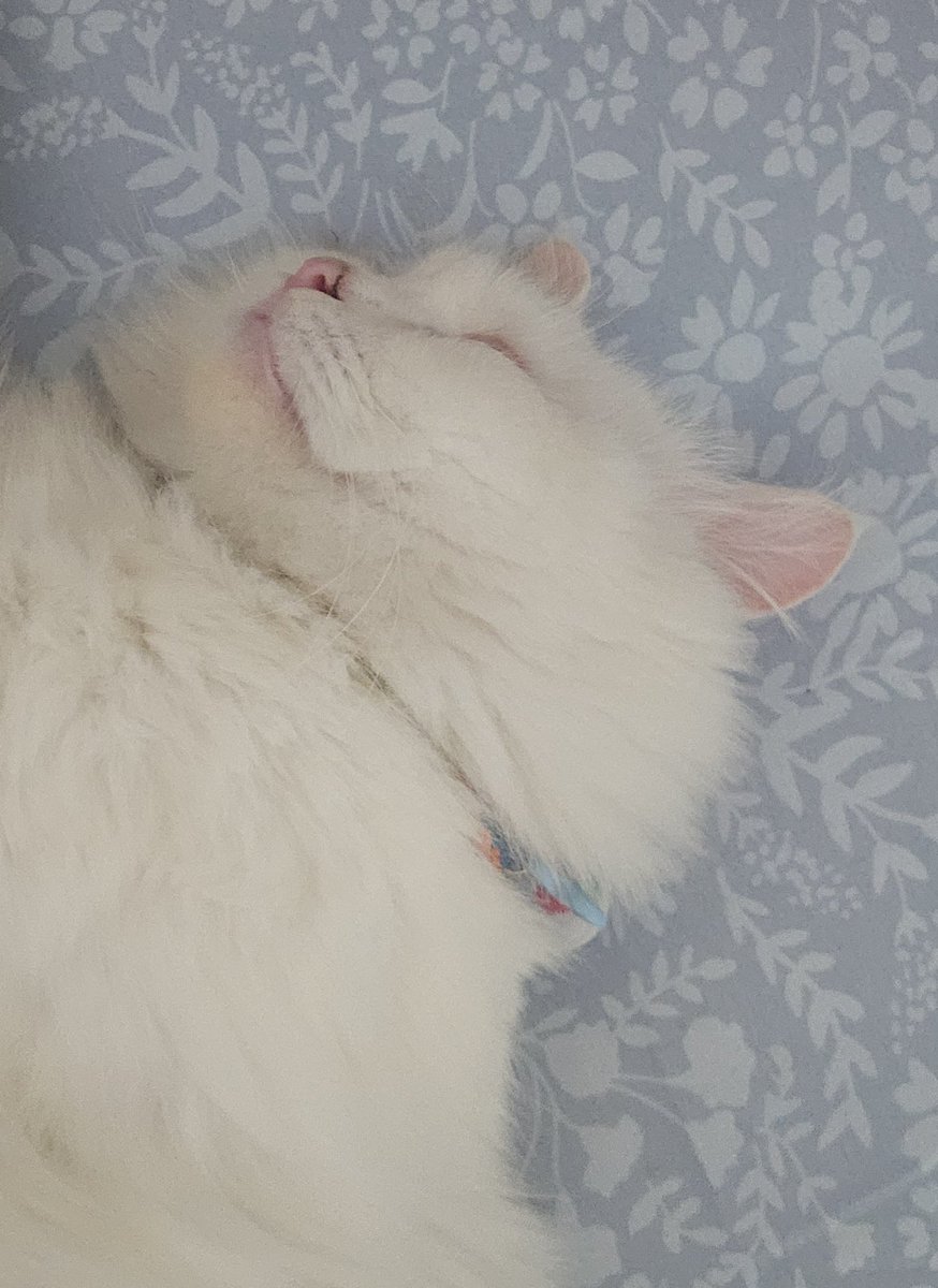 Dadang Sn(Owy) Gurniwa 🇵🇸 tweet media