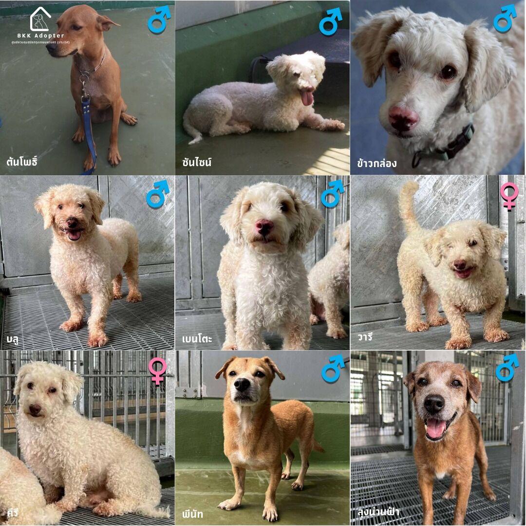 มอบชีวิตใหม่ให้น้องสี่ขา กทม. ชวนเปิดบ้านรับอุปการะหมา-แมวศูนย์ประเวศฯ เติมเต็มความอบอุ่นพร้อมดูแลฝังไมโครชิปฟรี

วันนี้ (12 เมษายน) สำนักงานสัตวแพทย์สาธารณสุข สำนักอนามัย กรุงเทพมหานคร ประชาสัมพันธ์เชิญชวนประชาชนผู้รักสัตว์