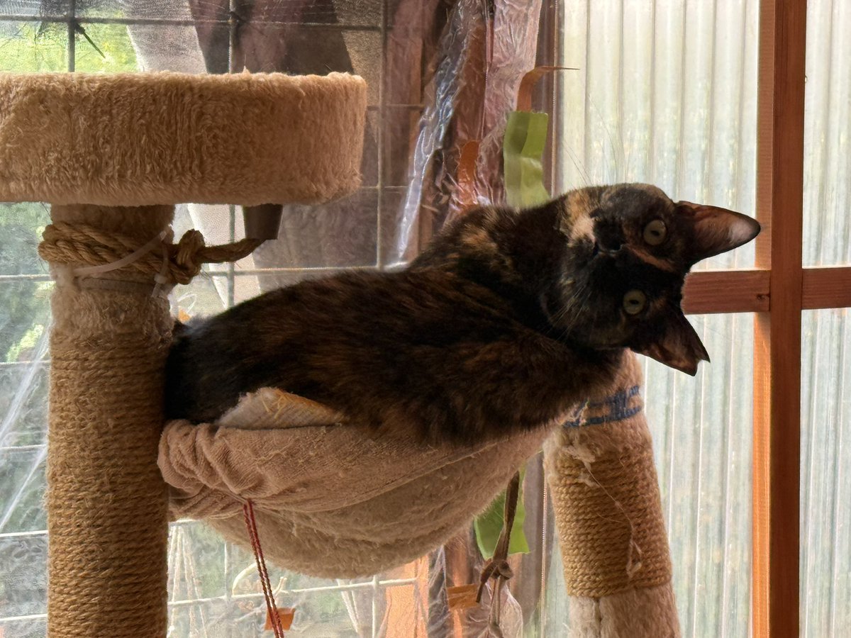 スペックくん tweet media