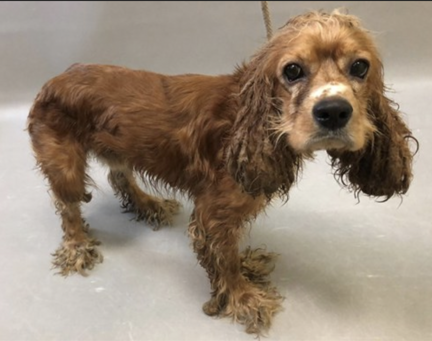 BeeDoDoobieDo's tweet photo. 🏰 KING KANE 👑
10yr old cocker, dumped/surrendered 
owner said he's sensitive & shy, then left
him in overcrowded kill shelter!

🔥#10DaysinHell ~ Save this pup!
Sweet boy is @Manhattan ACC
https://t.co/LTkNR0MoRC 
#Adopt #Foster 

Young, 1yr old⬇️                        Now⬇️
