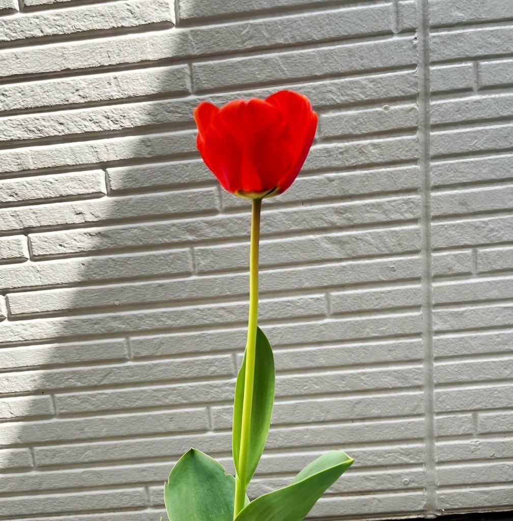 宮嶋 淳子 tweet media