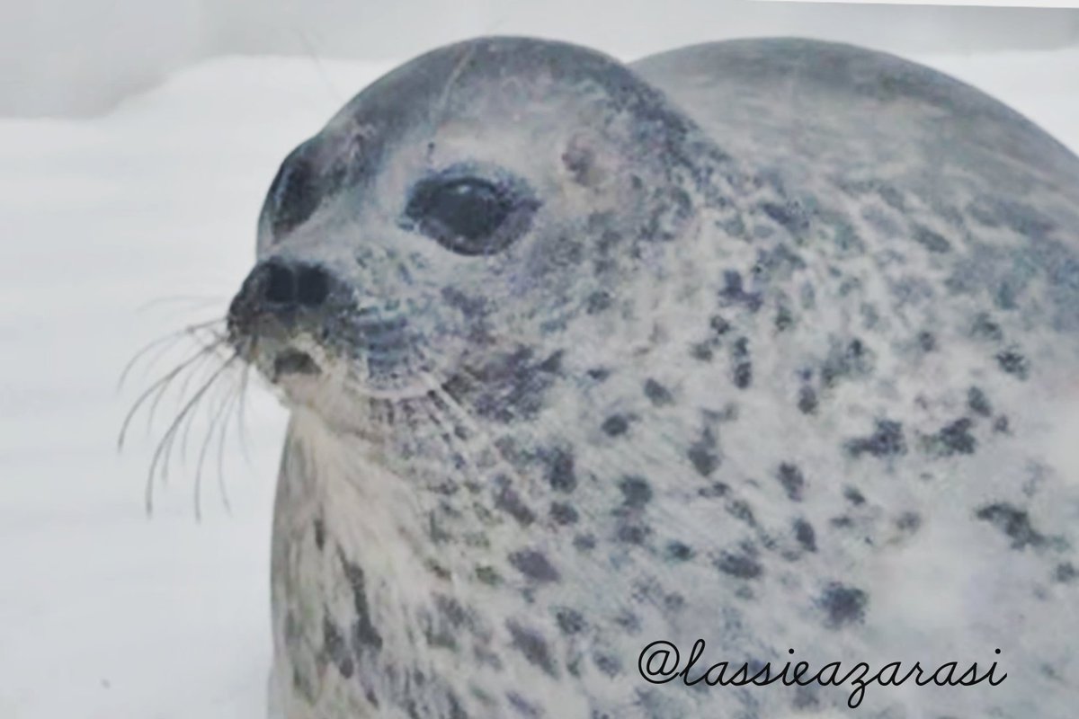 lassie99289125's tweet image. Yuki ユキちゃん 

바다표범 
แมวน้ำ 
Norppa 
Foca
 #海遊館  #アザラシ  #seal