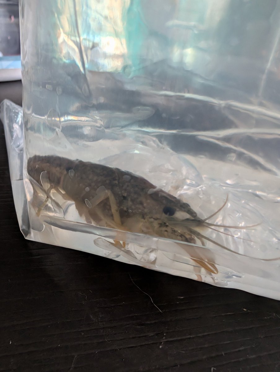 dumtwaat's tweet photo. Got a pet crayfish today. https://t.co/qx7JK3gRNE