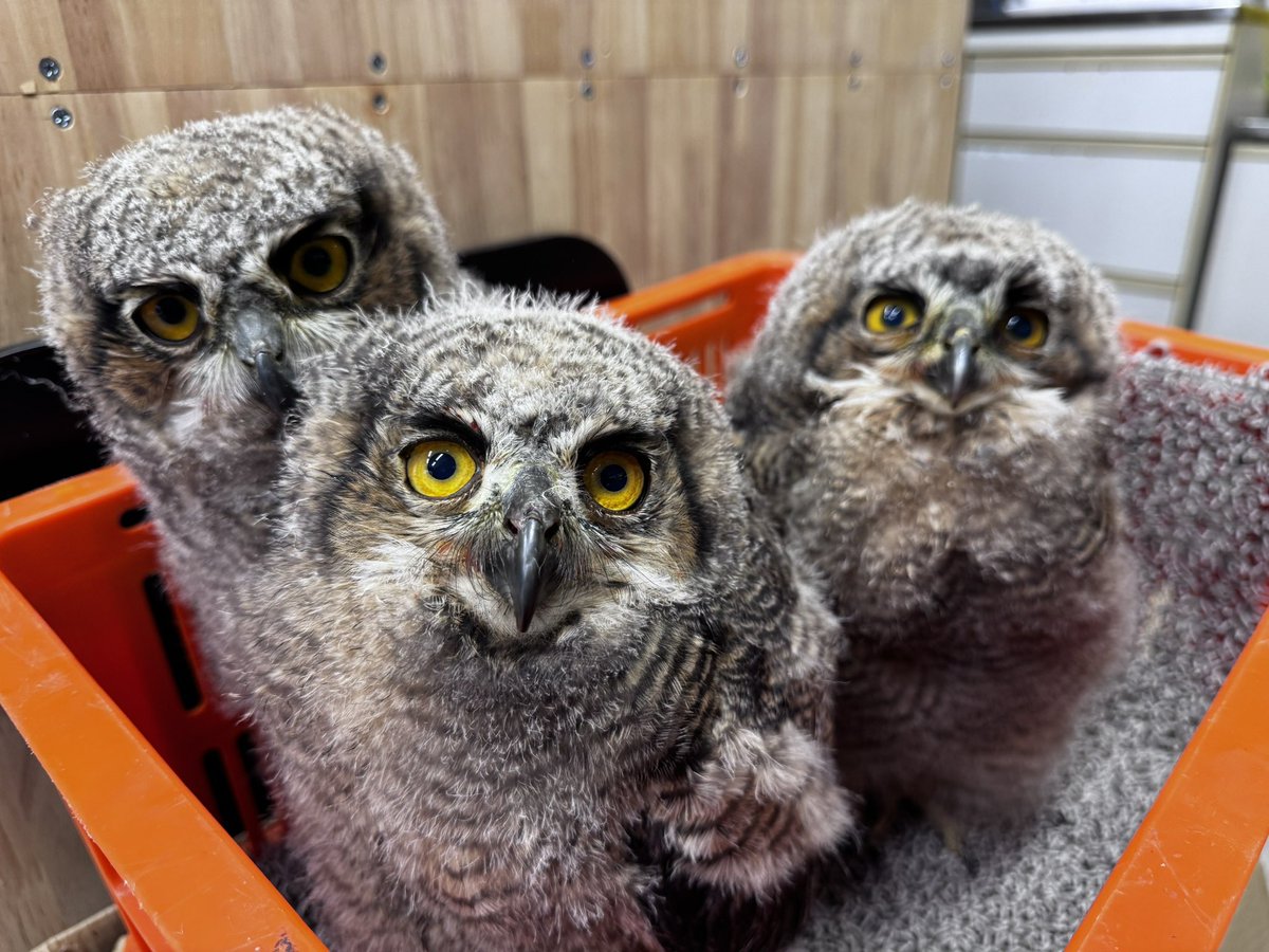 猛禽類（フクロウ、鷹）の
飼育管理スタッフ募集してます。

ブリーダー直の現場です。
普通じゃできない仕事、やってみませんか？

【仕事内容】
・猛禽類の飼育管理
・餌の準備、加工
・清掃などの軽作業

【募集】
① 週休二日スタッフ（1名）
📍つくば市

② スポットスタッフ（1名）