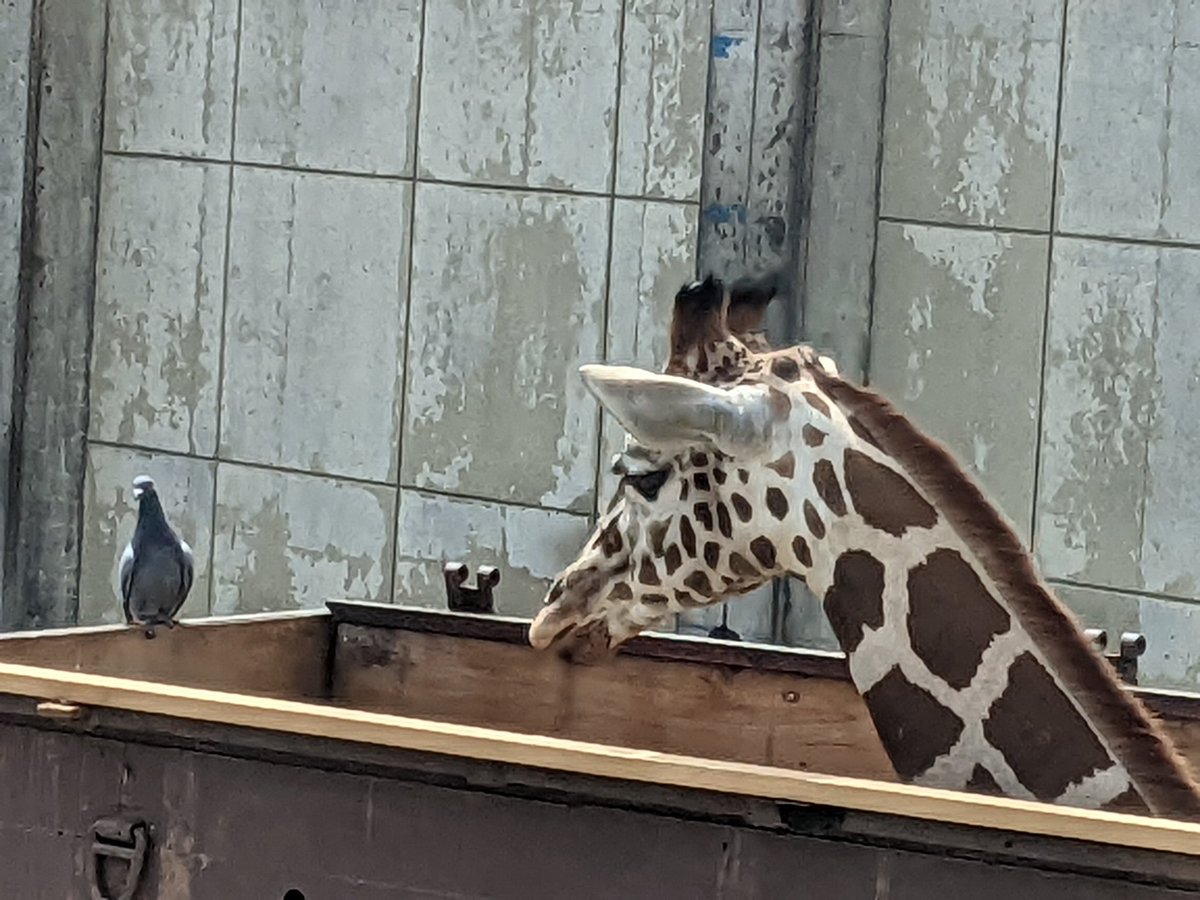 🌻🐼てんこ🐼🌻 tweet media