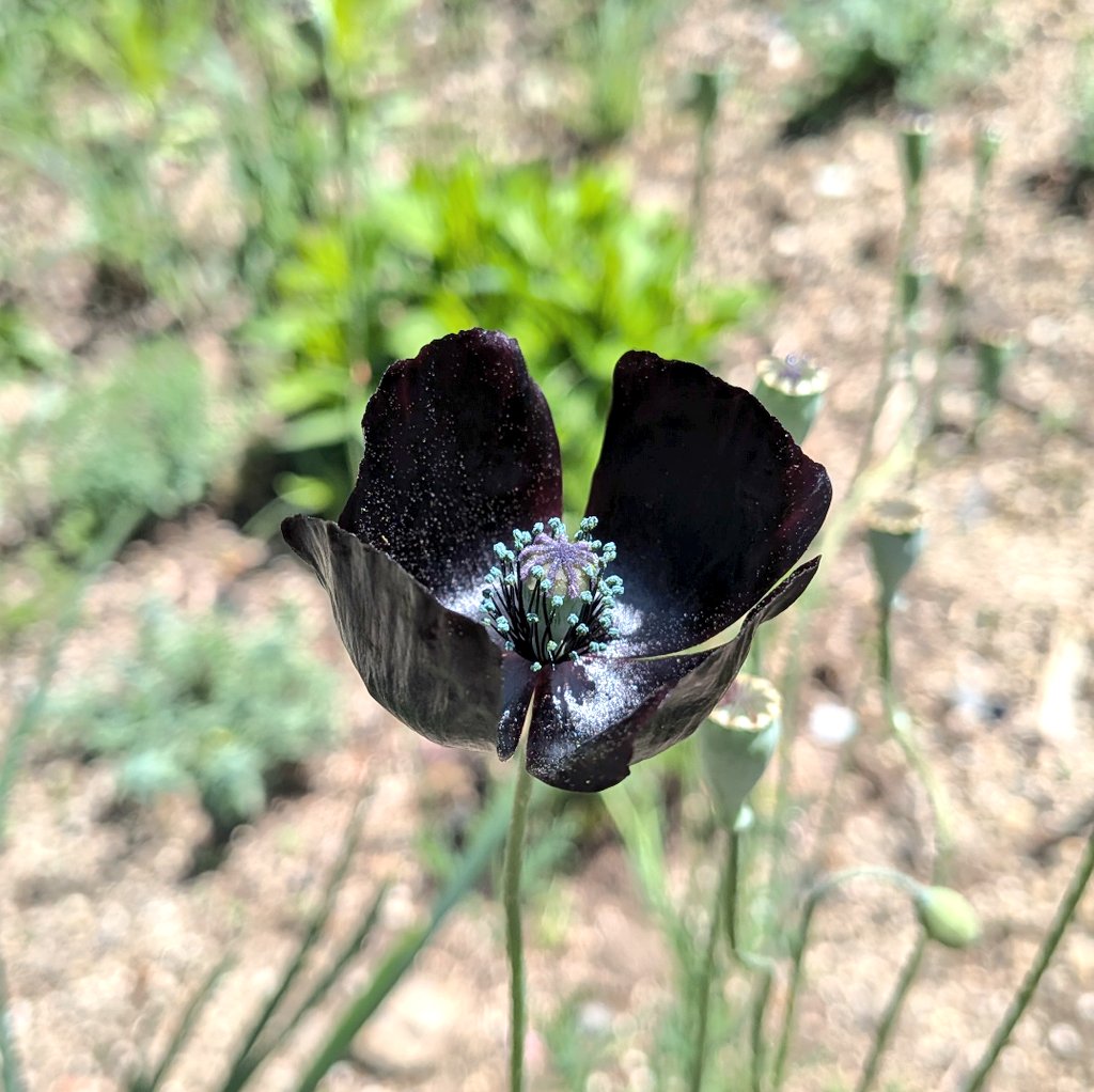 29番柱のハシビロコウ tweet media