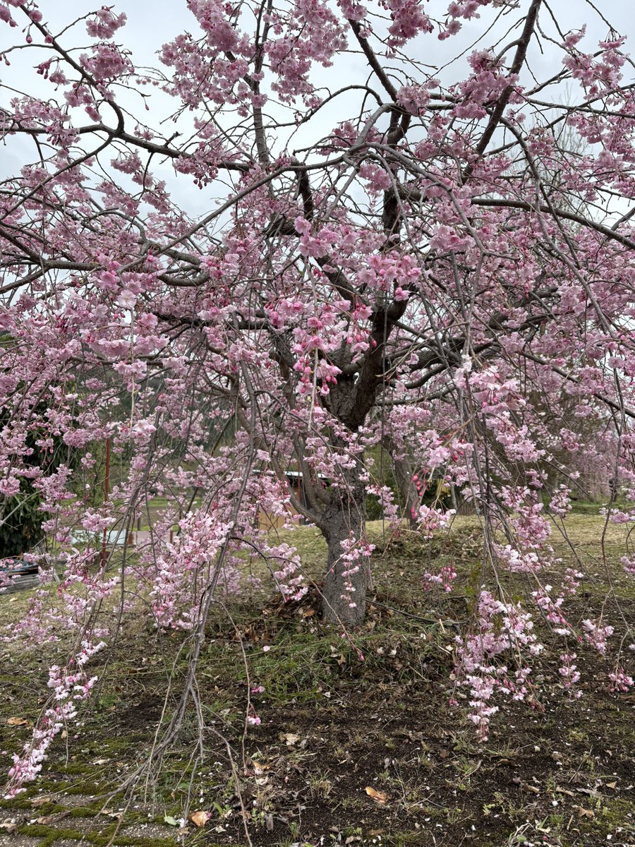 patoneko4649's tweet photo. @ayuki05010501 こんにちは┏○ﾍﾟｺｯ
今年は開花も早く既に葉桜💦
けれど主人が滋賀県までお花見につれて行ってくれました🌸 https://t.co/O6SmofGEAe
